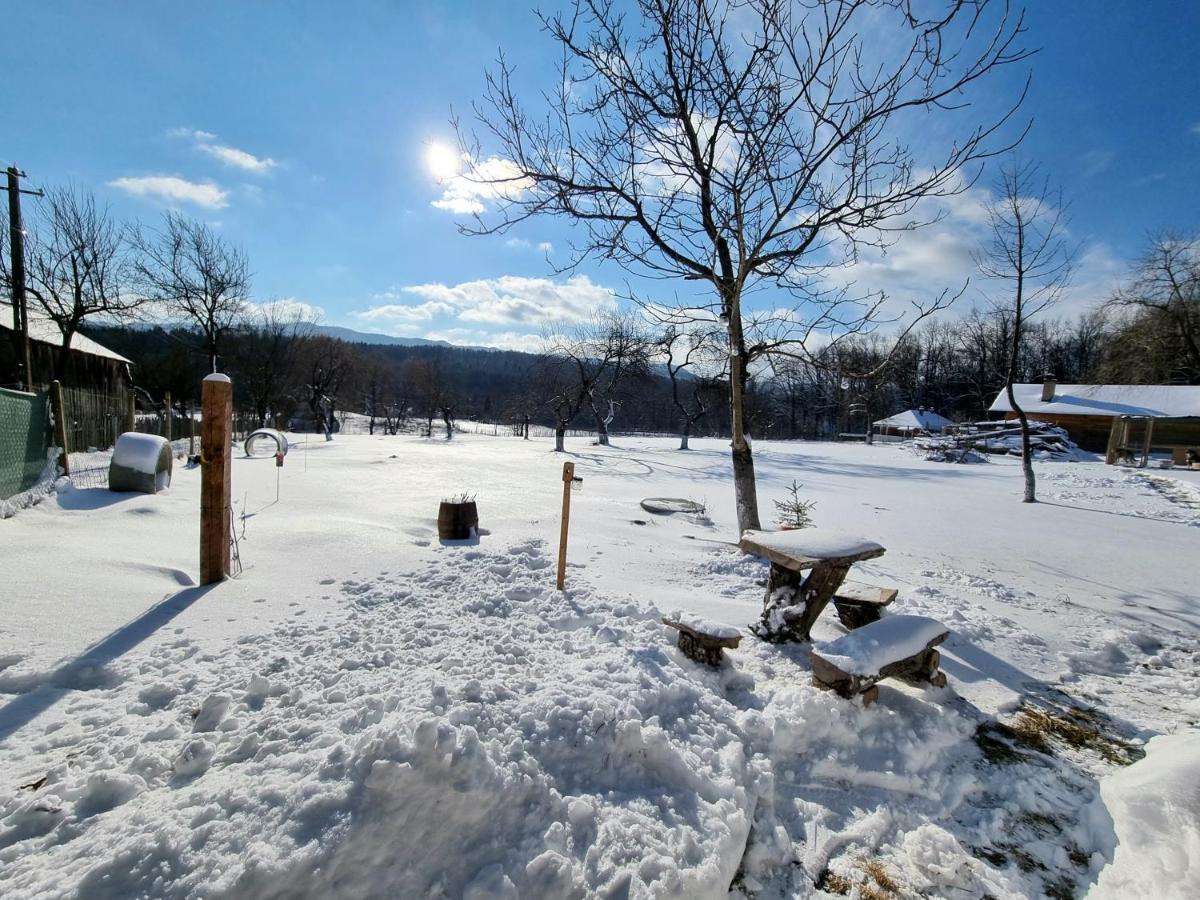 Casa Primitoare In Inima Naturii Si Padurii Rasca  Dış mekan fotoğraf